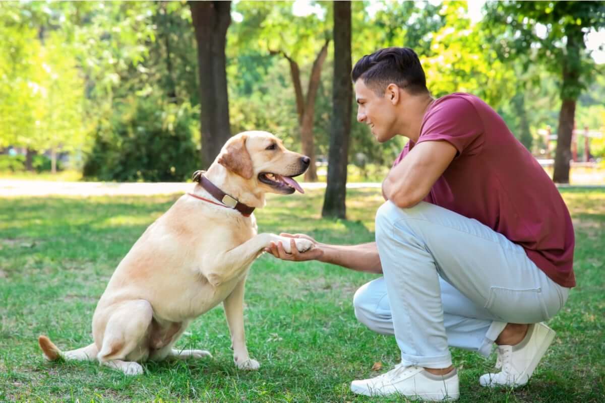 Adestramento-de-animais-de-estimacao-shutterstock (1)